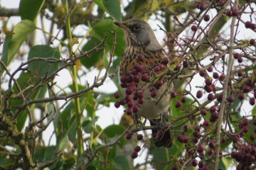 Wildlife Sightings for 10th February 2024